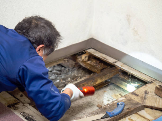 Best Mold Remediation  in Tukwila, WA