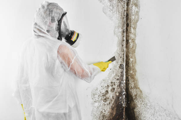 Attic Mold Removal in Tukwila, WA