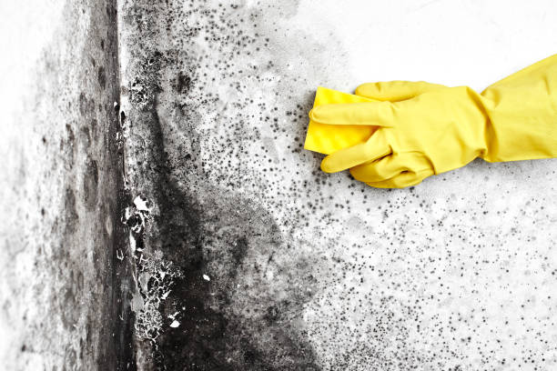 Best Mold Cleaning Services  in Tukwila, WA