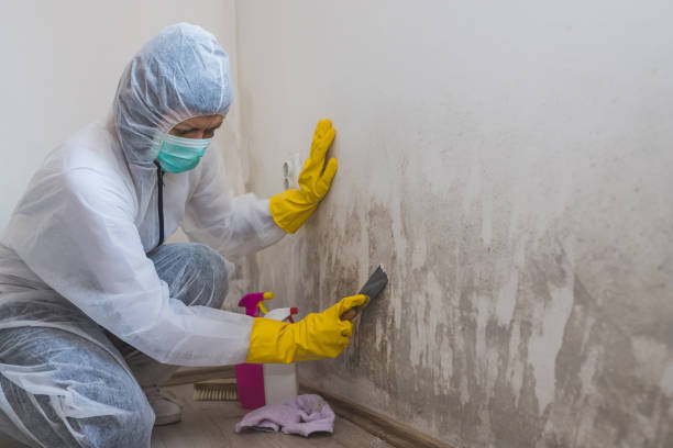Best Toxic Mold Removal  in Tukwila, WA