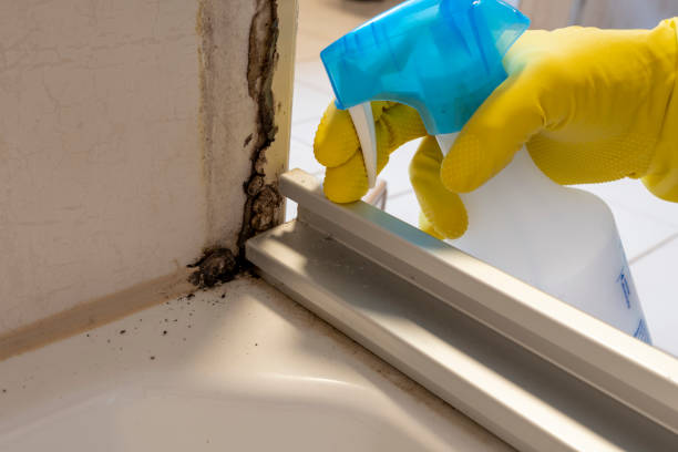Best Mold Remediation  in Tukwila, WA