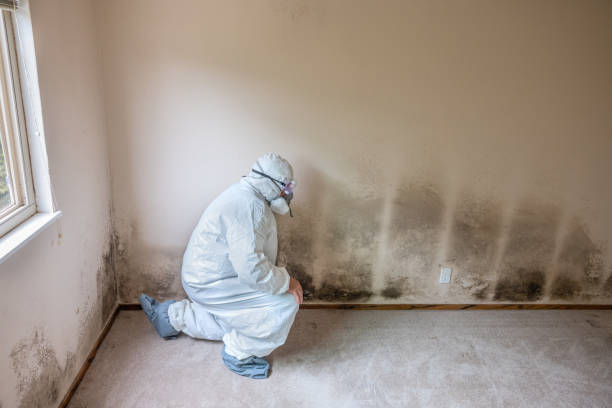 Best Black Mold Removal  in Tukwila, WA