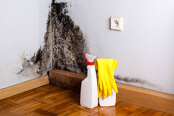 Best Residential Mold Removal  in Tukwila, WA