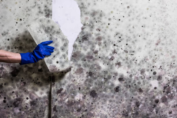 Best Mold Damage Repair  in Tukwila, WA